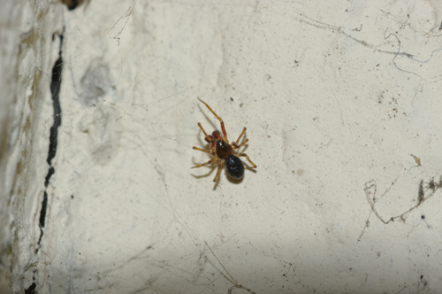 Coppia di Sardinidion blackwalli (Theridiidae)